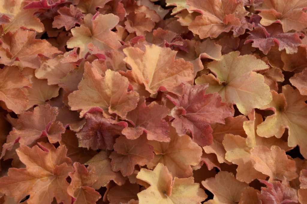 Heuchera 'Caramel' ® ---
